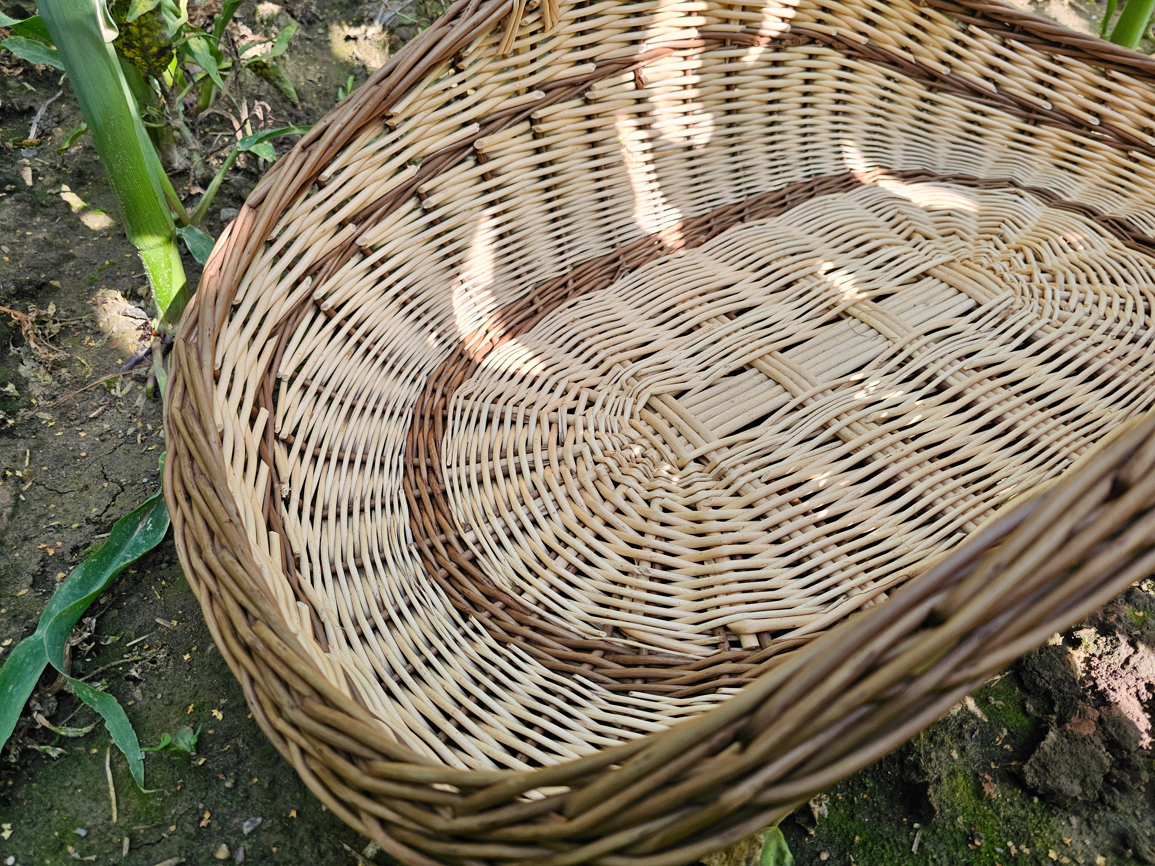 Two-Handled Wicker Garden Trug — wicker basket, view 4