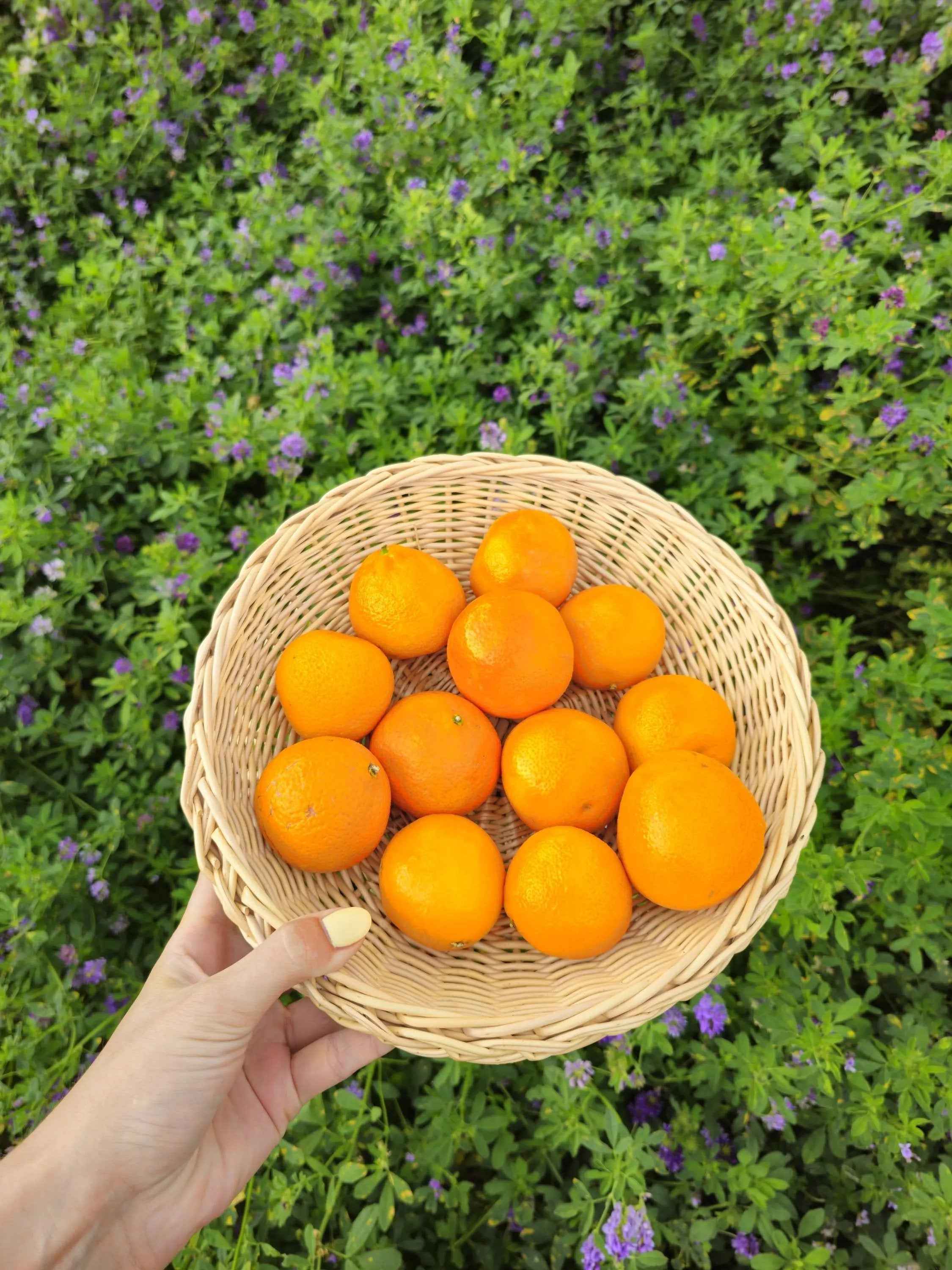 Wicker Bread Plate — handmade wicker plate from Lithuanian willow