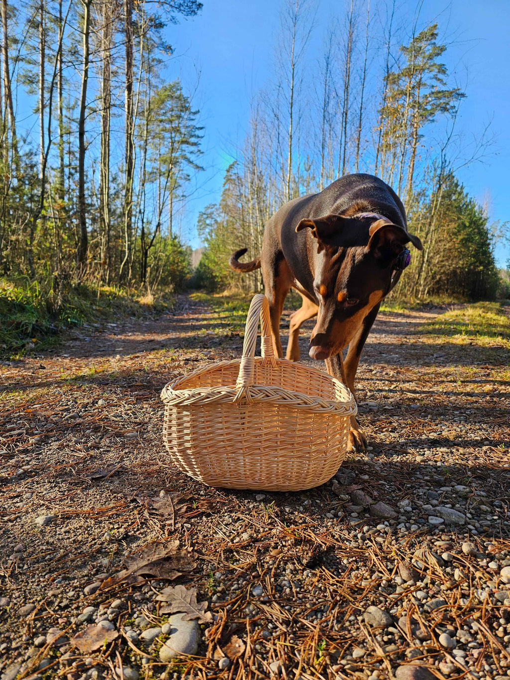Small Wicker Fruit Basket in Gold — handmade wicker basket