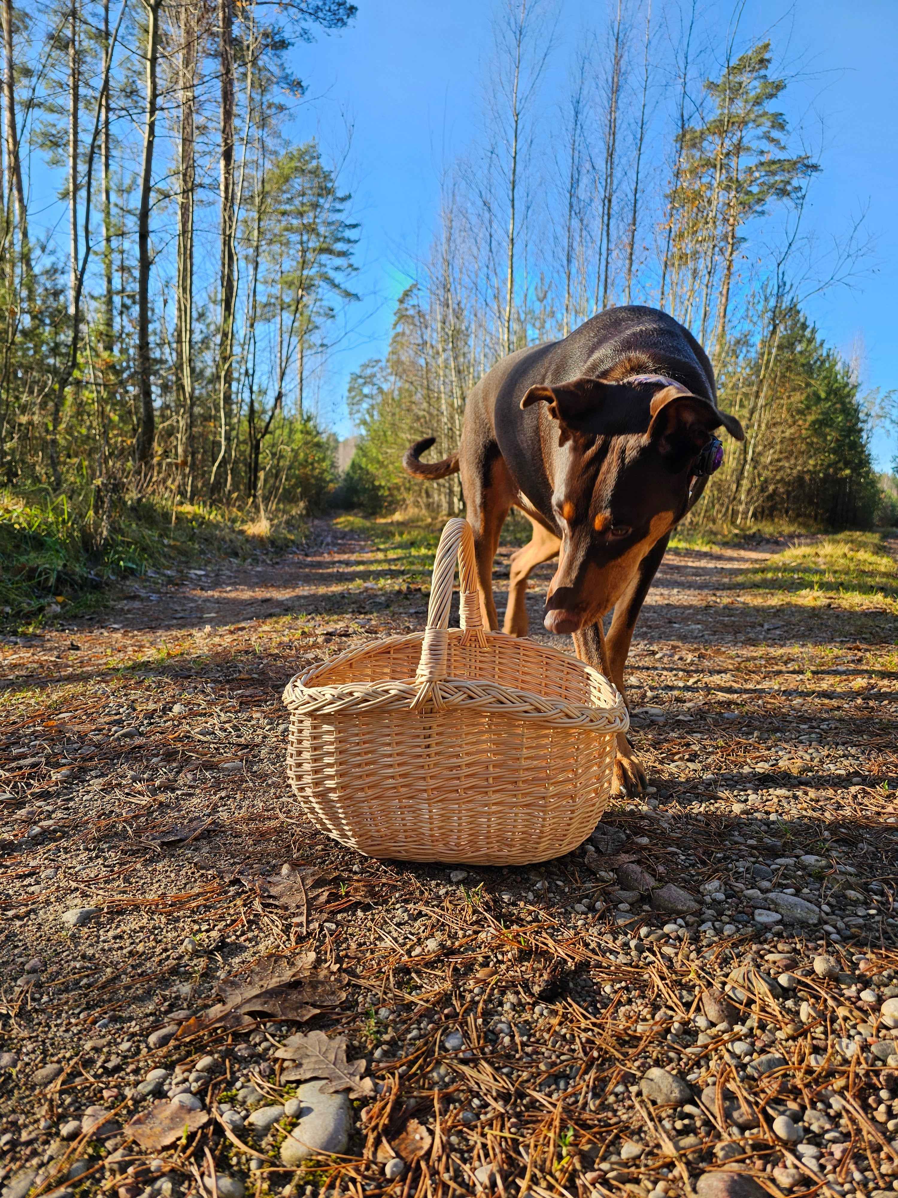 Small Wicker Fruit Basket in Gold — handmade wicker basket